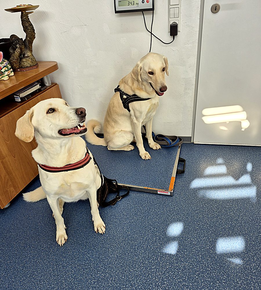 Zwei Hunde in der Tierarztpraxis Kay